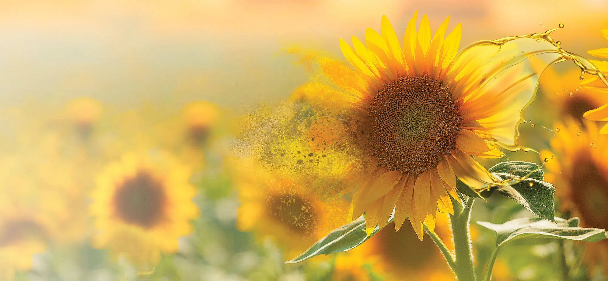 oils powders banner